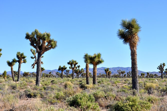 Area 51 Day Tour from Las Vegas with Alien and UFO Hotspots - Timing, group size, and your vehicle reality