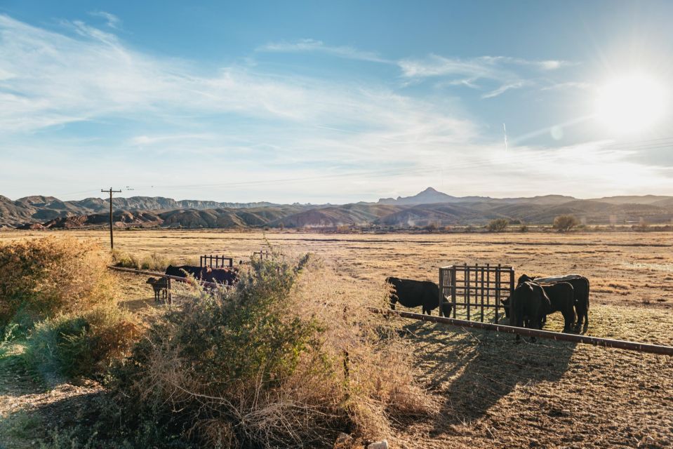 From Las Vegas: Desert Sunset Horseback Ride with BBQ Dinner - Price and value: why $159 can feel worth it