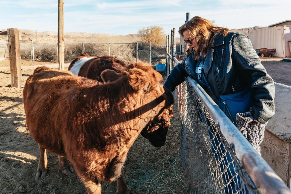 From Las Vegas: Desert Sunset Horseback Ride with BBQ Dinner - What to bring, and who this ride fits best