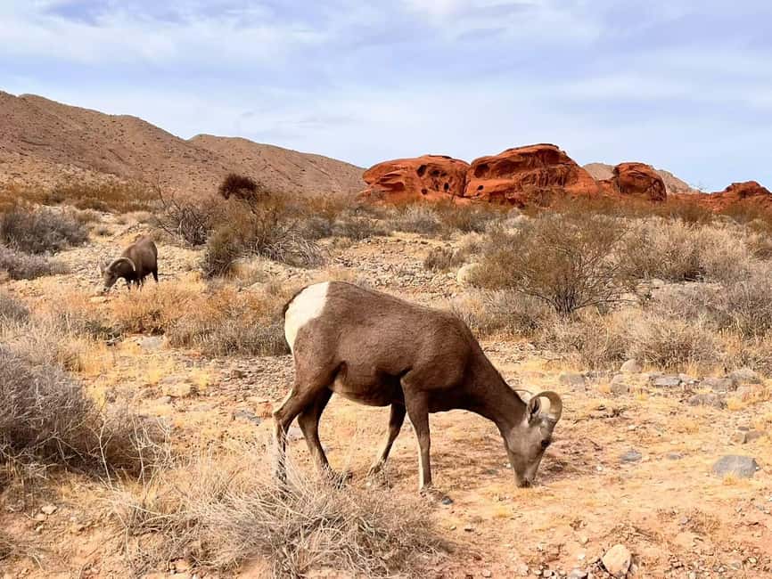 From Las Vegas: Valley of Fire State Park Guided Day Tour - Valley of Fire entry: 40,000 acres of old rock art