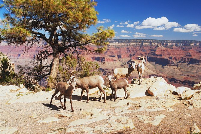 Grand Canyon National Park South Rim Small Group Bus Tour - The Route 66 Detour: Kingman and Seligman Americana on the Way