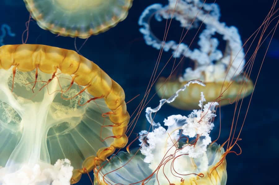 Las Vegas: Shark Reef Aquarium Entry Ticket - Key Highlights You’ll Actually Care About