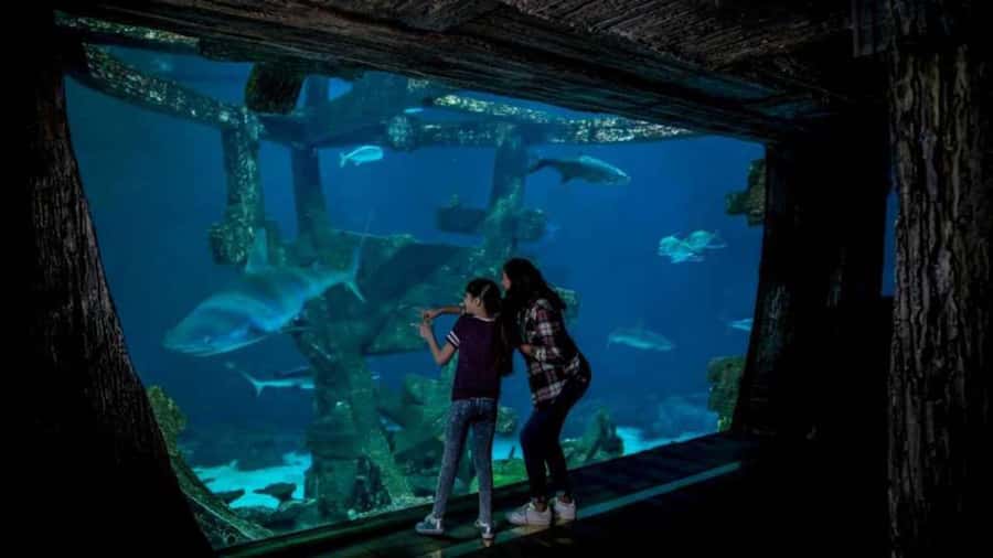 Las Vegas: Shark Reef Aquarium Entry Ticket - Who Should Book This Shark Reef Ticket (And Who Might Skip)