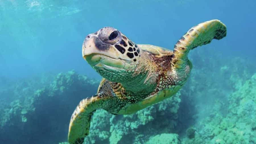 Las Vegas: Shark Reef Aquarium Entry Ticket - Where Shark Reef Aquarium Fits in Your Mandalay Bay Day