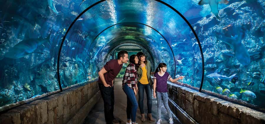 Las Vegas: Shark Reef Aquarium Entry Ticket - Finding the Entrance Inside Mandalay Bay Without Stress