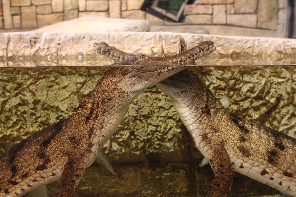Las Vegas: Shark Reef Aquarium Entry Ticket - The 360° Tunnel and Shipwreck Hall: The Main Event