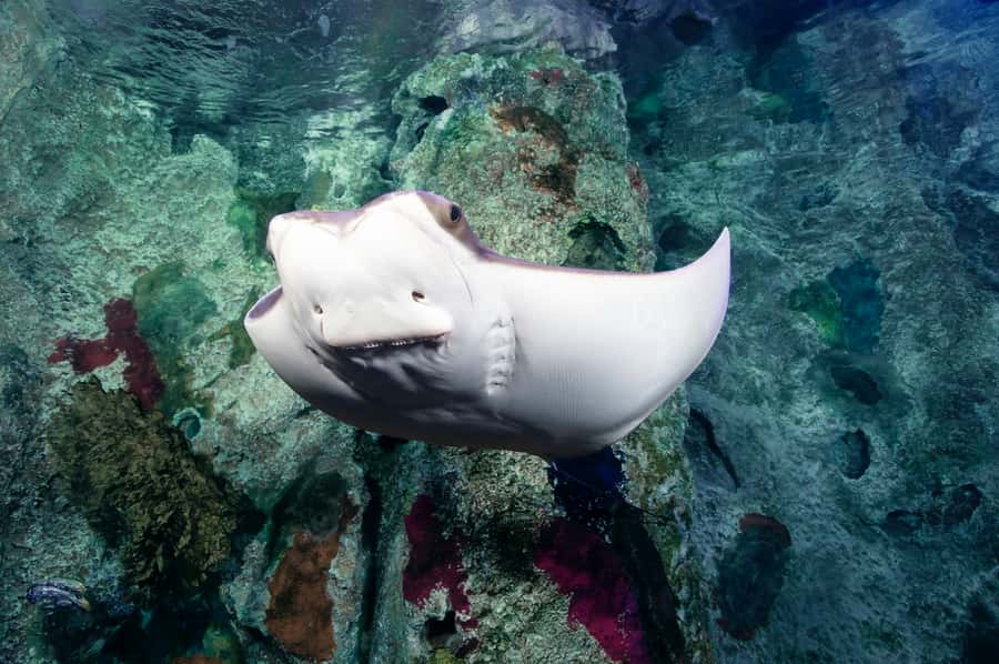 Las Vegas: Shark Reef Aquarium Entry Ticket - Touch Pool Time: Stingrays and Horseshoe Crabs