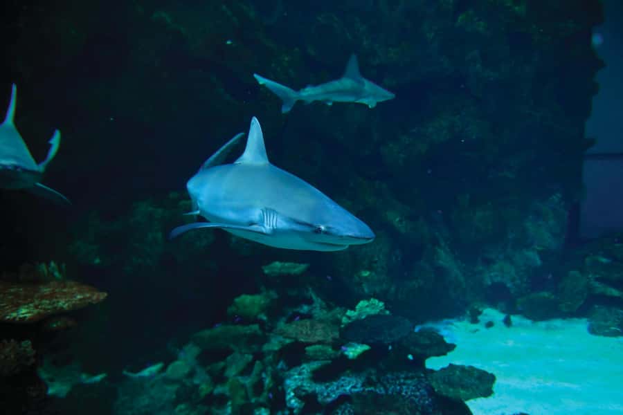 Las Vegas: Shark Reef Aquarium Entry Ticket - Jellyfish Tank, Themed Shark Areas, and the 14-Exhibit Layout