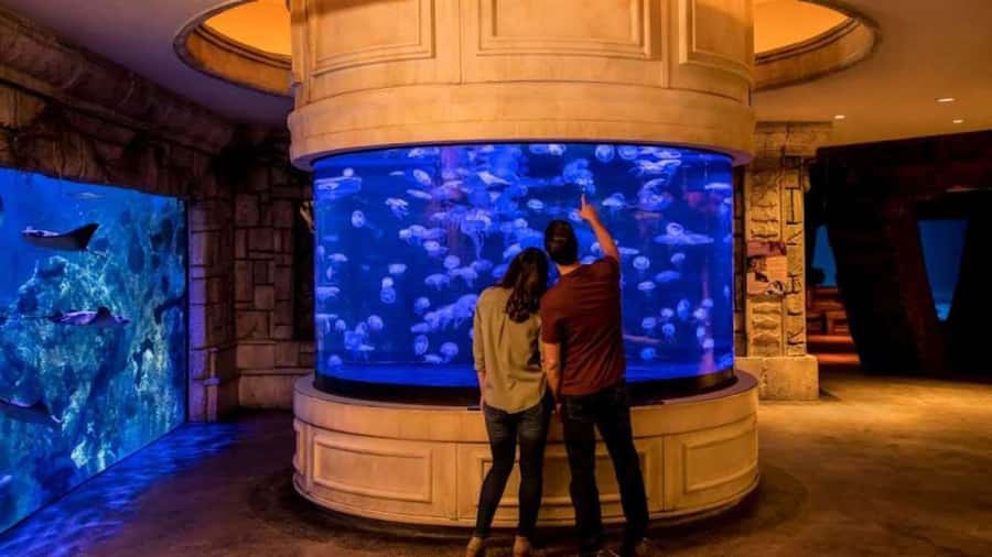 Las Vegas: Shark Reef Aquarium Entry Ticket - Crowds, School Groups, and How to Pace Your Visit