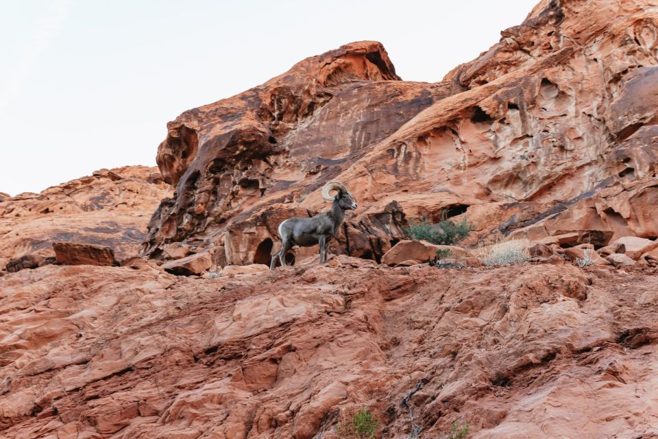 Las Vegas: Valley of Fire Guided Hike with Drinks and Snacks - What you’ll see in Valley of Fire: petroglyphs, arches, and red-rock geometry