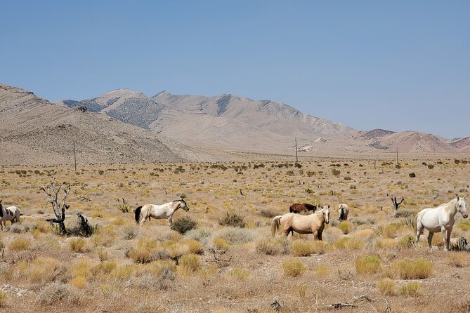 Off Road UTV Adrenaline Experience in Las Vegas - Who this Las Vegas UTV tour is best for