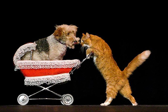 Popovich Comedy Pet Theater at Planet Hollywood Resort and Casino - The pacing, the comedy, and who this fits best