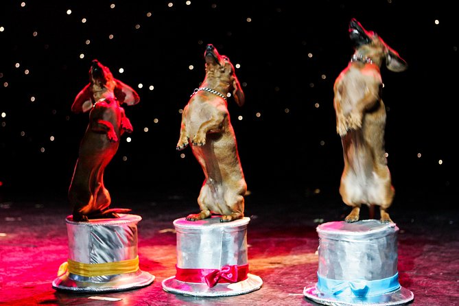 Popovich Comedy Pet Theater at Planet Hollywood Resort and Casino - Planning your Miracle Mile time before and after