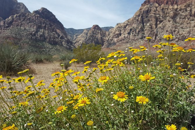 Red Rock Canyon eBike Half-Day Tour - Who This Tour Fits Best