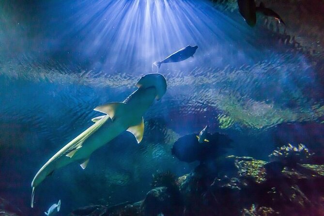 Shark Reef at Mandalay Bay Hotel and Casino - Key things to know before you go