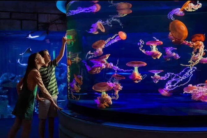 Shark Reef at Mandalay Bay Hotel and Casino - Shark Reef at Mandalay Bay: an aquarium with real momentum