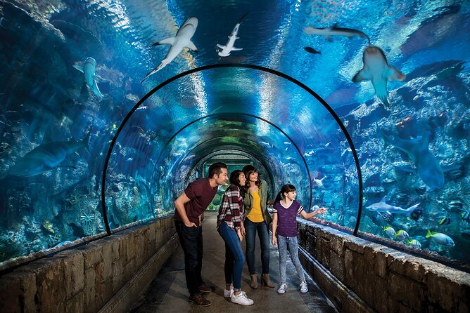 Shark Reef at Mandalay Bay Hotel and Casino - Two underwater tunnels: the part that feels most like being there