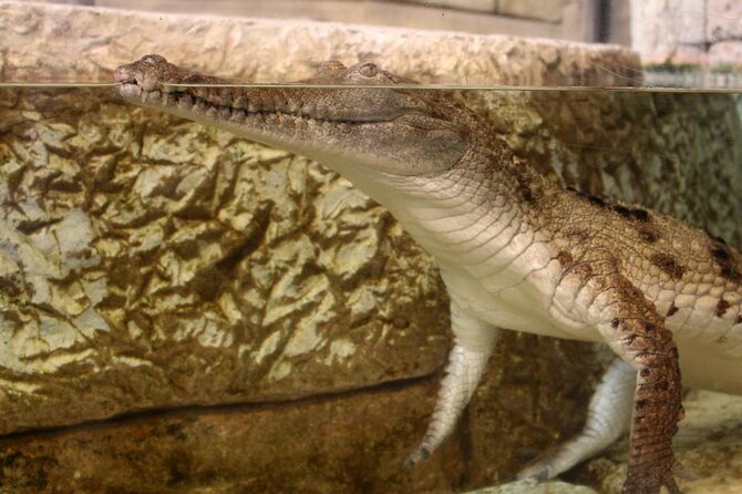 Shark Reef at Mandalay Bay Hotel and Casino - Touchpool and hands-on interactions (stingrays and horseshoe crabs)