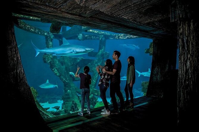 Shark Reef at Mandalay Bay Hotel and Casino - Undersea Explorer VR: included, short, and surprisingly fun