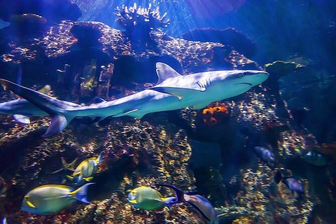 Shark Reef at Mandalay Bay Hotel and Casino - Timing on the Strip: how long to plan (and how to avoid feeling rushed)