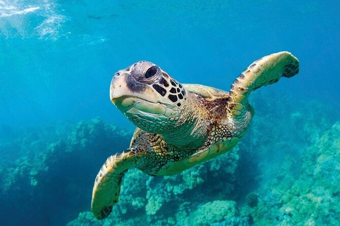 Shark Reef at Mandalay Bay Hotel and Casino - Price and value: is $29.75 a fair deal?
