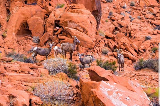 Valley of Fire State Park Day Tour from Las Vegas - Key things that make this tour work